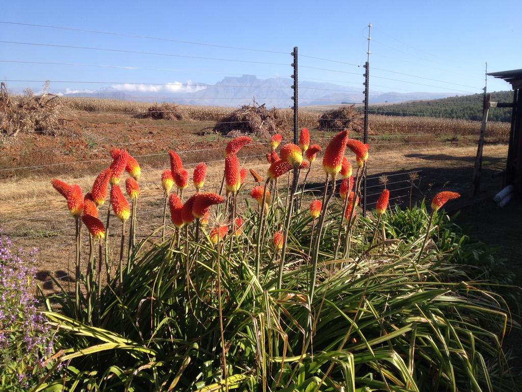 Little Acres Drakensberg Accommodation Champagne Valley Eksteriør billede